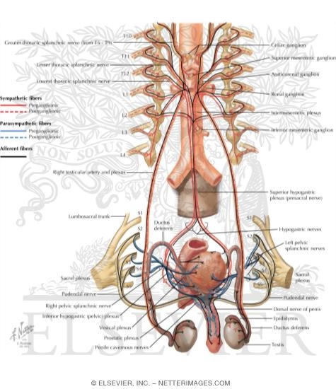 Innervation of the Male Reproductive Organs
