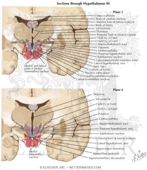 Sections Through Hypothalamus III - Planes 5 and 6
Sections Through the Hypothalamus: Mamillary Zone