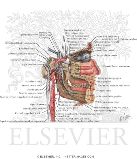 Autonomic Distribution to the Head and Neck: Medial View