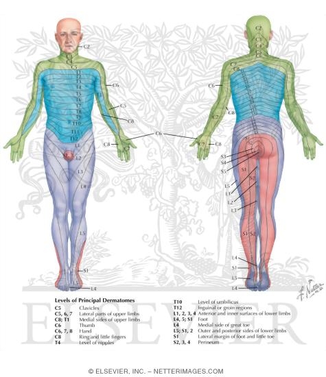 Dermatomal Distribution