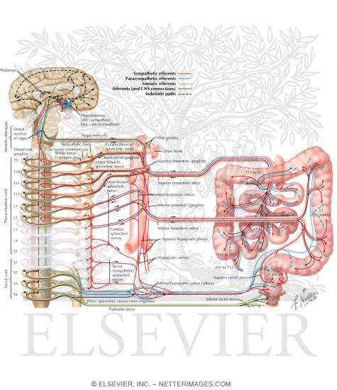 Autonomic Innervation
Innervation of Small and Large Intestines: Schema
Nerve Supply of Small and Large Intestines