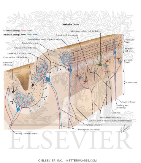 Cerebellar Neuronal Circuitry