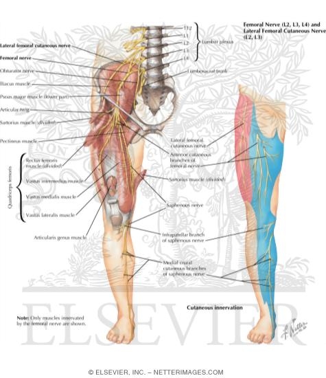 Femoral Nerve and Lateral Femoral Cutaneous Nerves