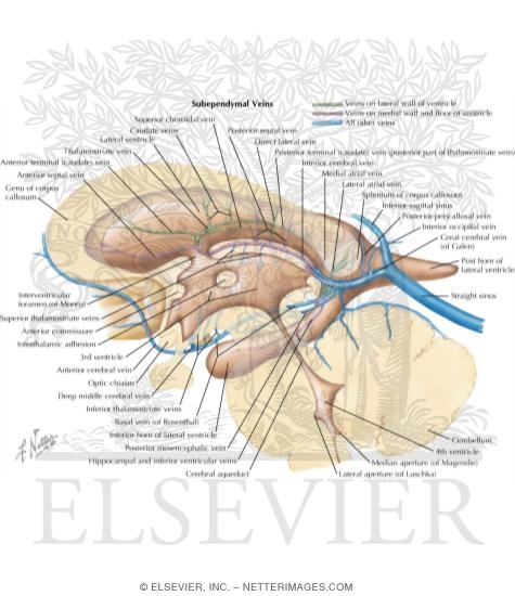 Subependymal Veins of Brain