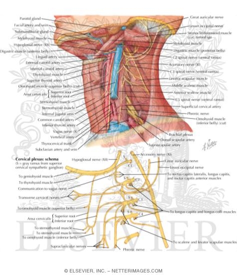 Deep Cervical Artery