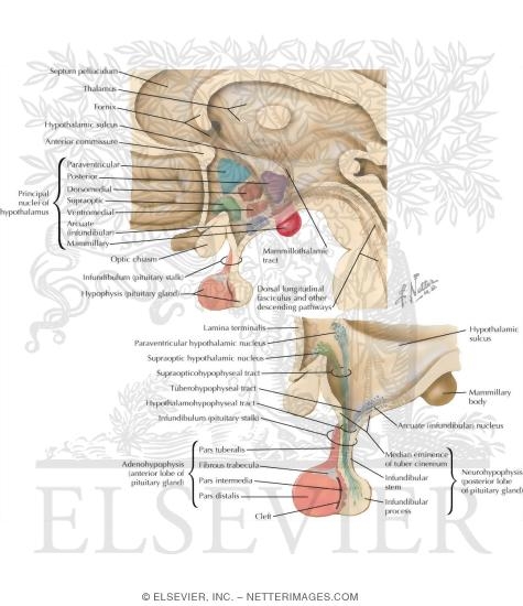 hypothalamus and pituitary gland. Hypothalamus and Pituitary