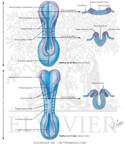 Neurulation
