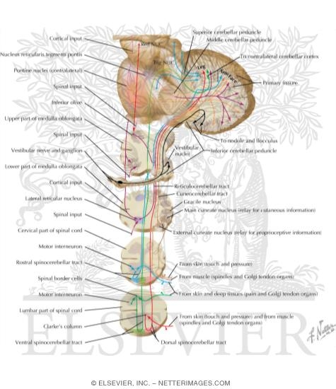 afferent-pathways-to-the-cerebellum