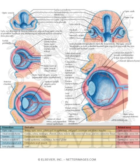 Development of the Eye and Orbit