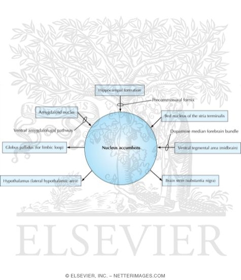Connections of Nucleus Accumbens