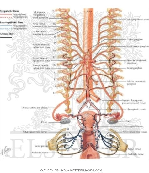 Innervation of Female Reproductive Organs: Schema