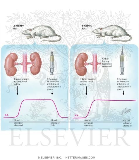 2-Kidney Rat Versus 1-Kidney Rat