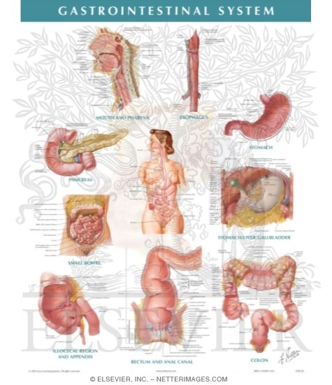 Gastrointestinal System