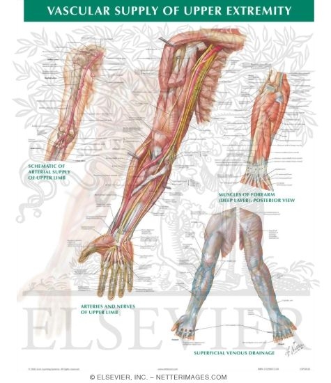 Vascular Supply of the Upper Extremity