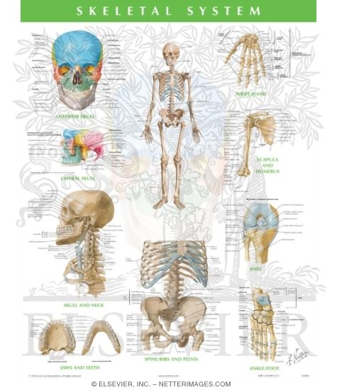 Skeletal System
