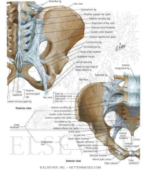 Bones and Ligaments of Pelvis