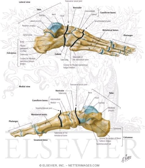 Bones of Foot