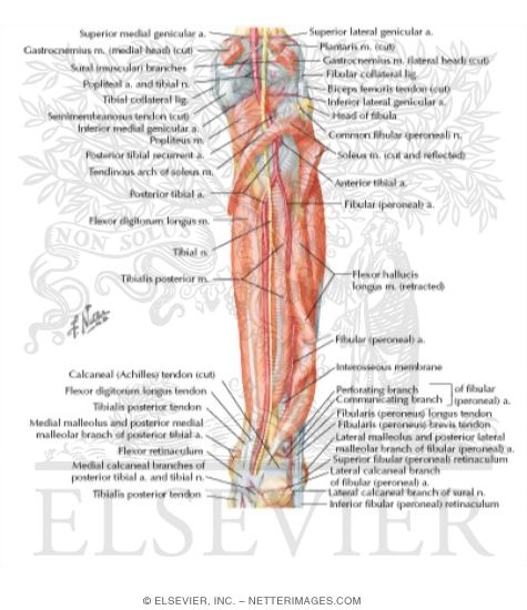 Muscles of Leg: Posterior View