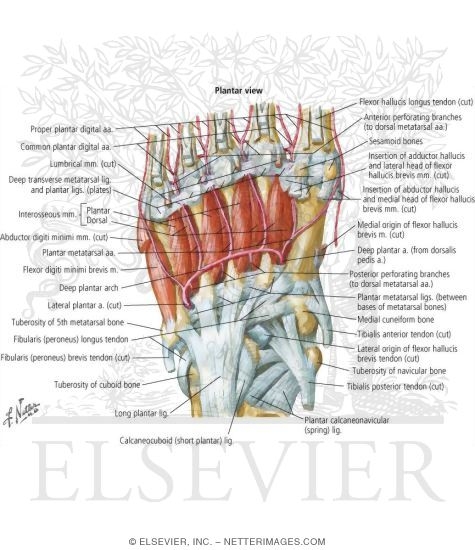 Ankle and Foot: Deep Muscles and Arteries of the Foot