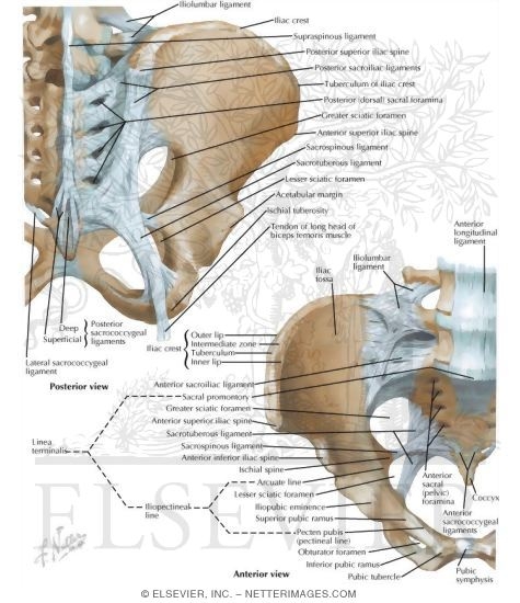 Bones and Ligaments of Pelvis