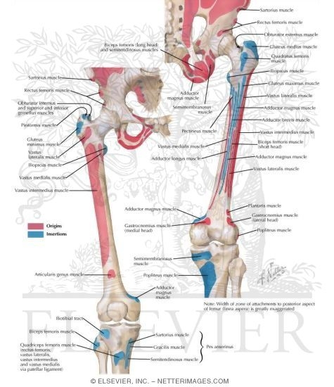 Bony Attachments of Buttock and Thigh Muscles Muscles: Origins and