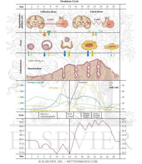 Ovarian Cycle