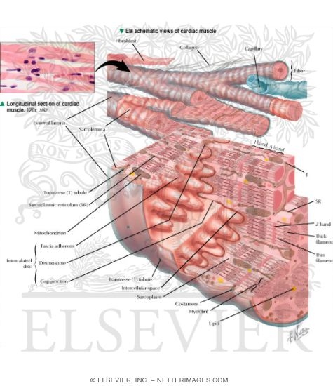 Histology of the Myocardium: Schematic Views of Cardiac Muscle