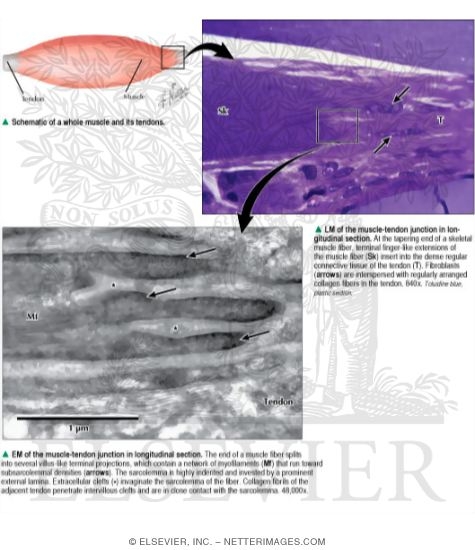 Schematic of a Whole Muscle and Its Tendons With Light Micrograph of ... Biology Diagrams
