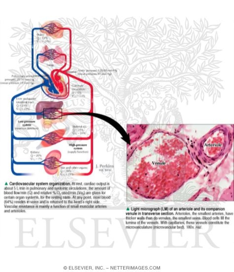 Cardiovascular System Overview
