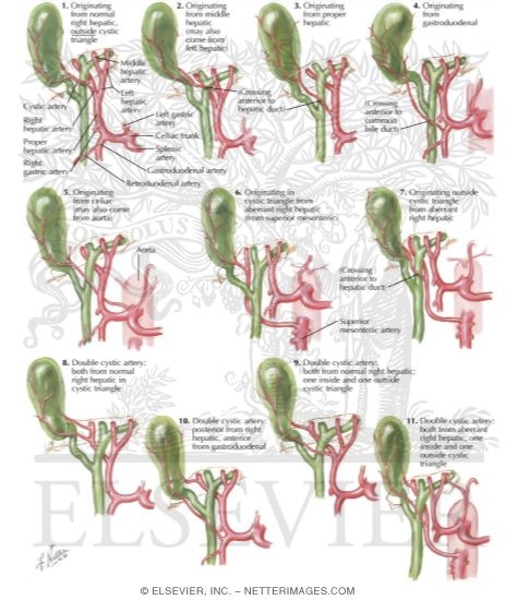 Variations In Cystic Artery