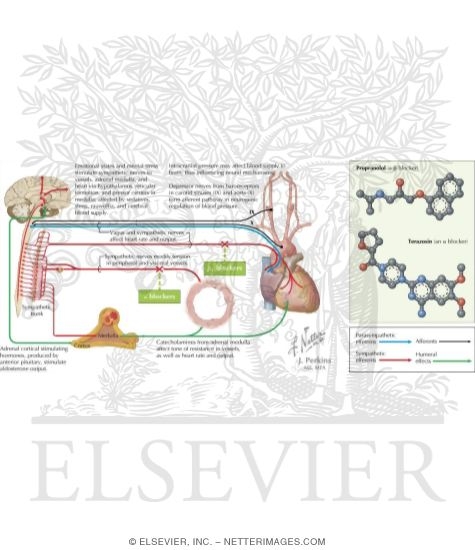 Hypertension Treatment: Beta-Blockers and Alpha Blockers