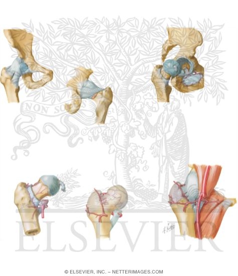 Anatomy of the Pelvis, Hip, and Thigh