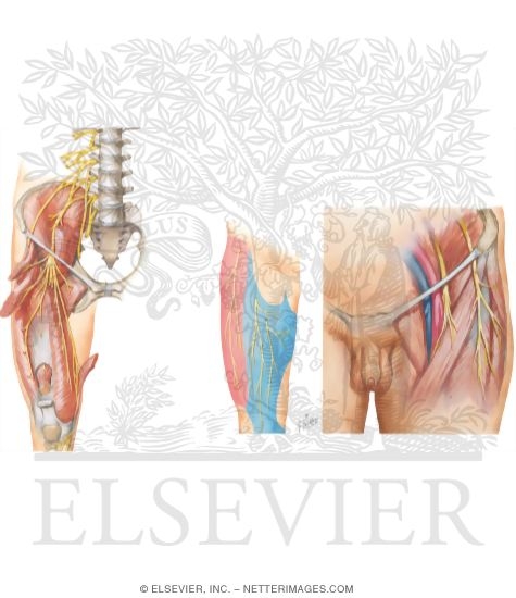 Nerve Entrapment
