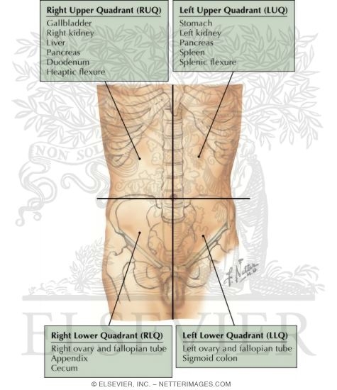The fourth quadrant is in the bottom right corner. Quadrants of Abdomen