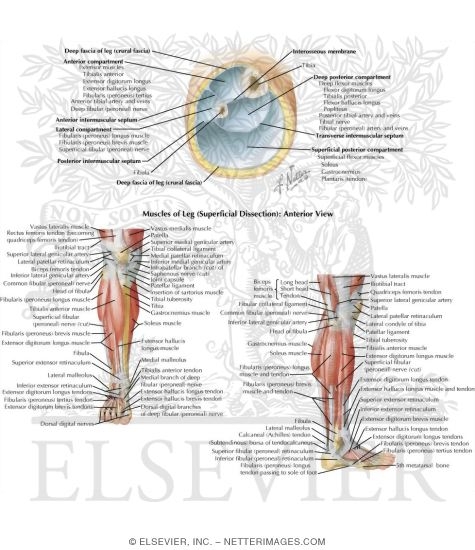 Compartments of the Leg and compartments of leg. Compartments of the Leg and