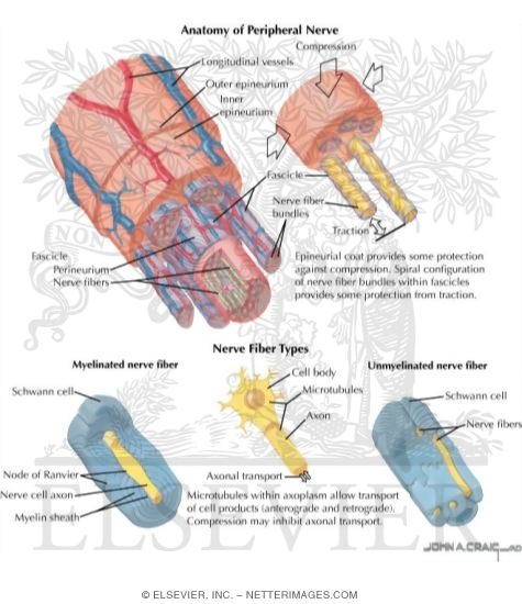 Anatomy of Peripheral Nerve