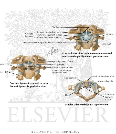 Joints of the Spine