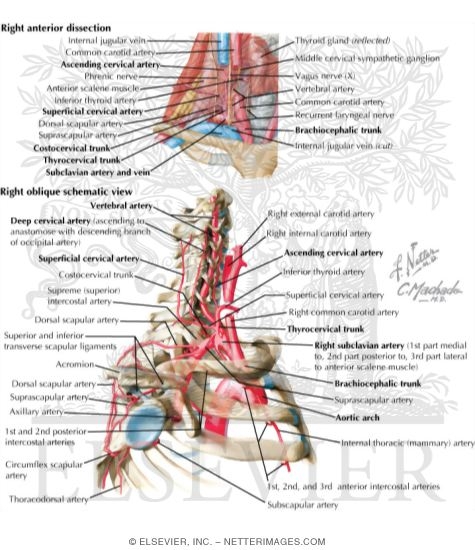 Arteries of the Spine
