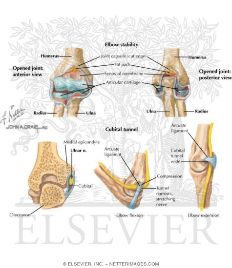 Elbow Stability and Cubital Tunnel