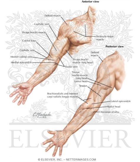 Upper Limb: Surface Anatomy