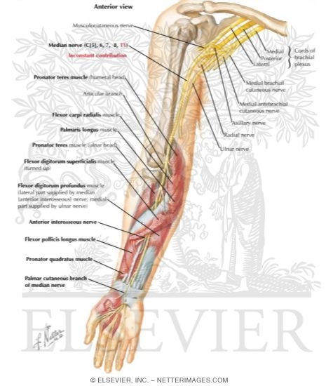 Nerves of the Forearm