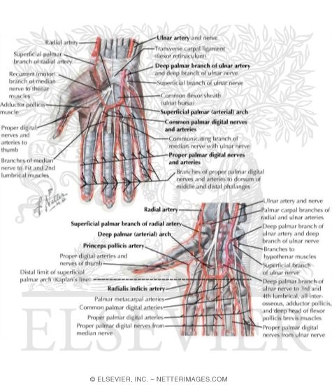 Blood and Lymph Vessels