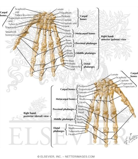 Bones of Wrist and Hand