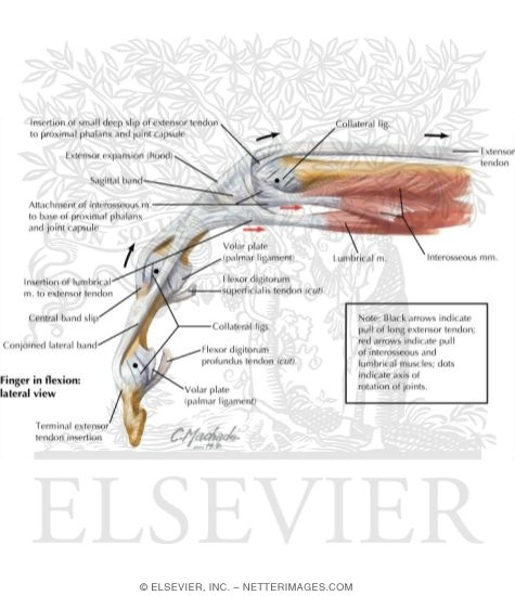 finger flexor tendons