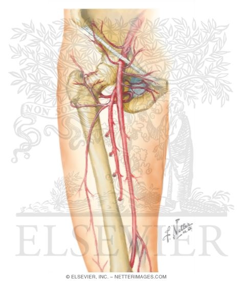 Arteries of the Thigh and Hip