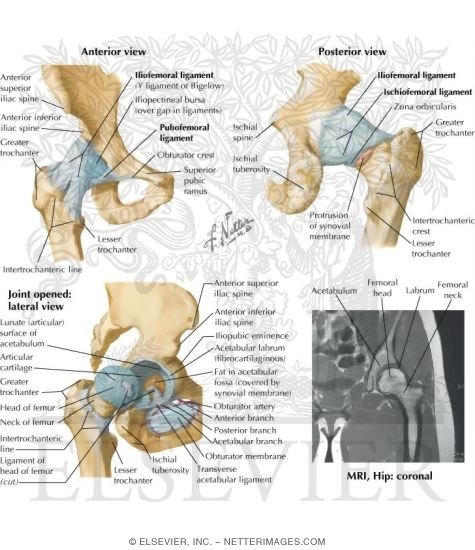 Hip Joint