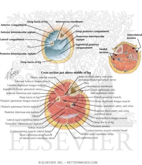 Muscles of the Leg and Knee