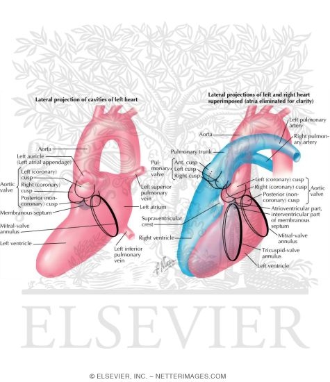 Radiology and Angiocardiography