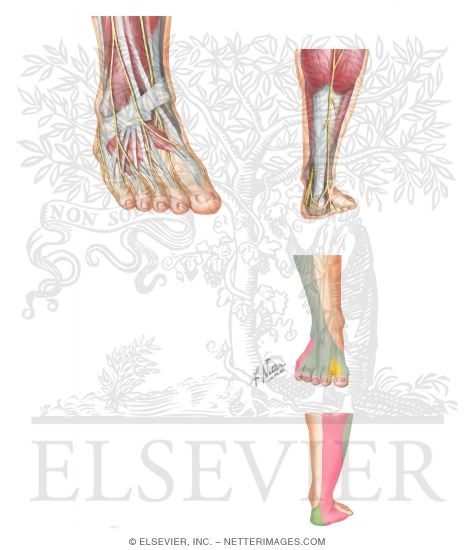 Nerves of the Foot and Ankle