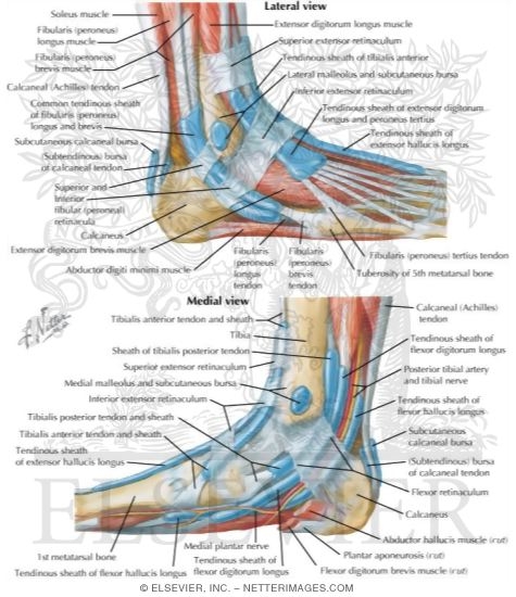 Synovial Tendon Sheaths at Ankle
Tendon Sheaths of Ankle